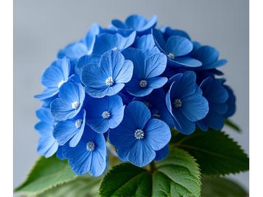 Gros bouquet d'hortensias bleus majestueux
